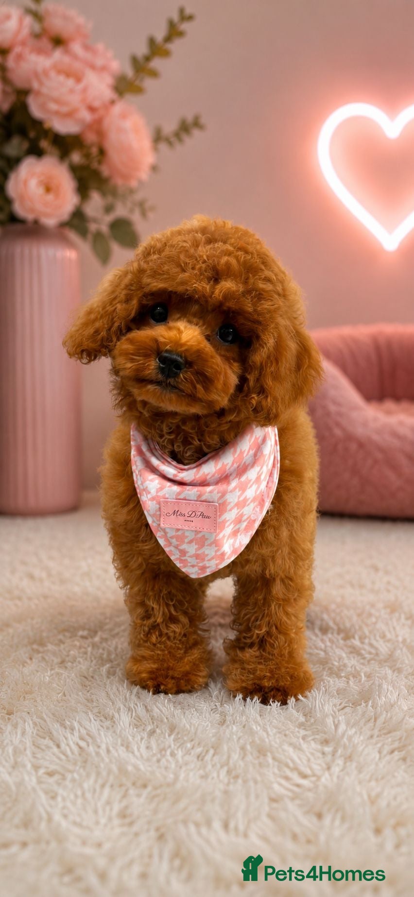 Toy Poodle dogs Asian Toy Poodle girl - Advert 2