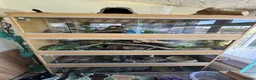 Corn Snake reptiles for sale: Corn snake and complete set up  - Advert 2