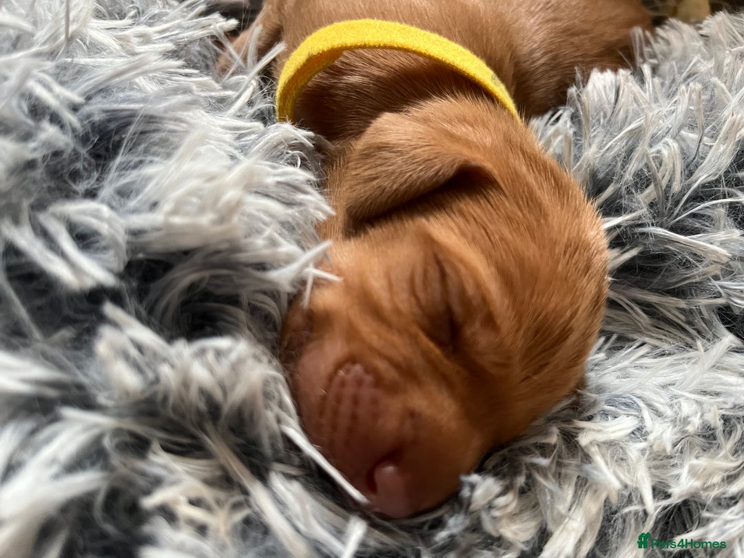 Hungarian Vizsla dogs for sale: 8 stunning Vizsla puppies  - Advert 2
