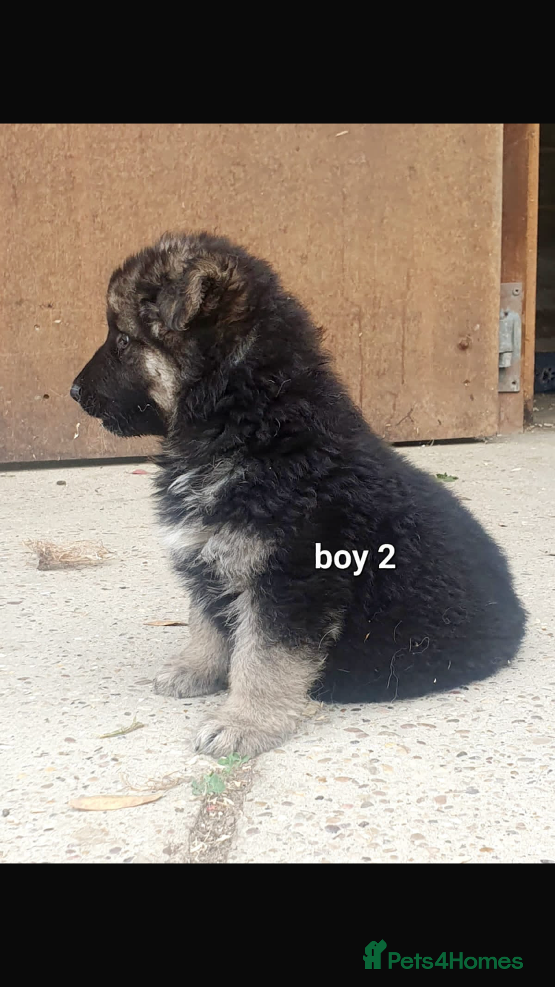 German Shepherd dogs for sale: Wow.Beautiful Homebred German Shepherd Puppies - Image 3