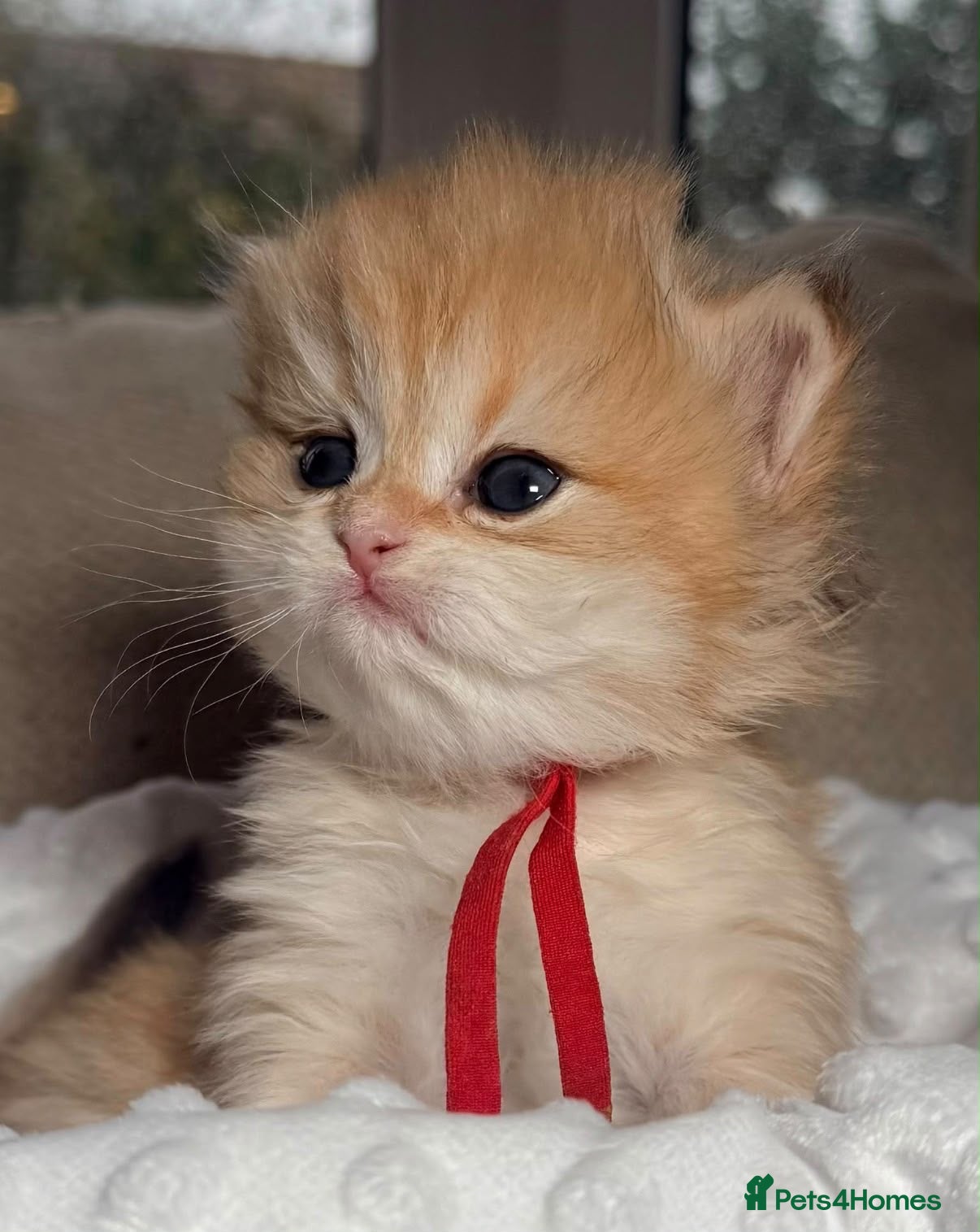 British Longhair cats for sale: Exceptional blh golden kittens  - Advert 2