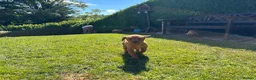 Labrador Retriever dogs for sale: KC Registered Fox red Labrador puppies in Newtown - Advert 20
