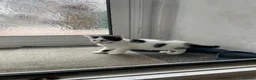 Domestic Shorthair cats for sale: Read description. Looking for a forever home  - Advert 8