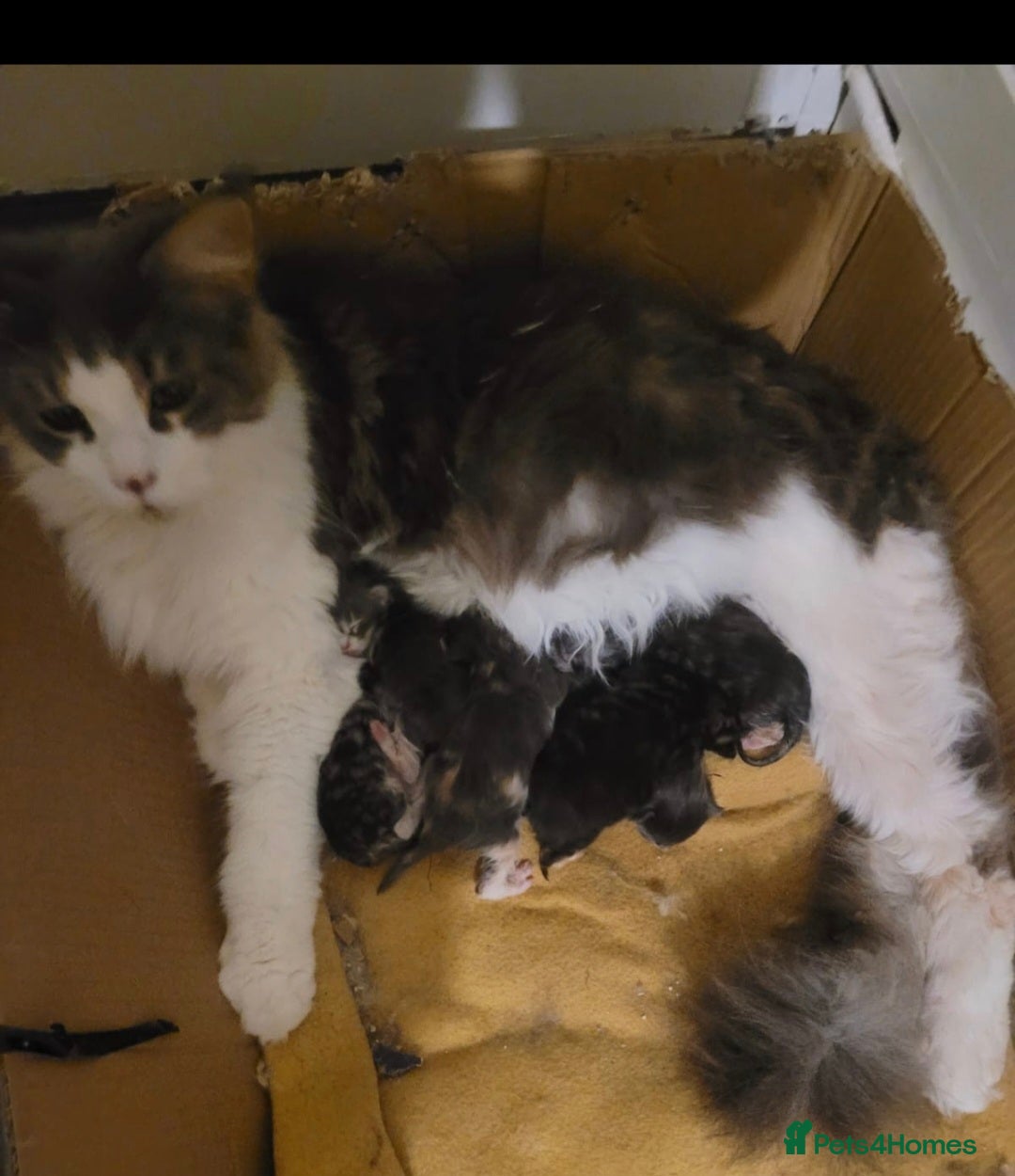 Maine Coon cats for sale: Giant maine coon kittens for sale  - Advert 4