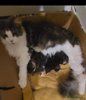 Maine Coon cats - Advert 12