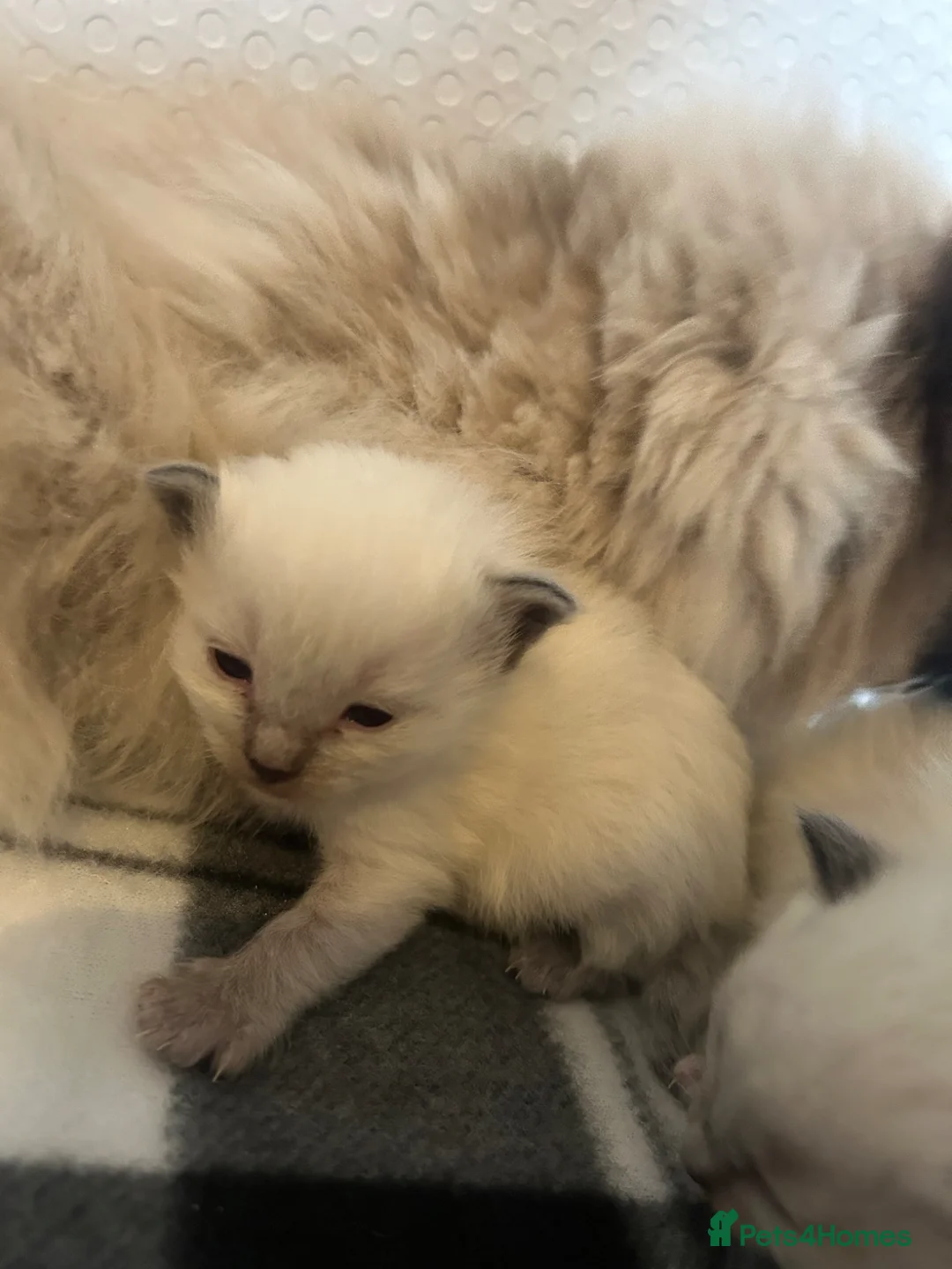 Ragdoll cats for sale: Ragdoll kittens 💕💙 - Advert 6