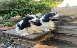 Cocker Spaniel dogs for stud: Unproven stud for free trial - Image 9