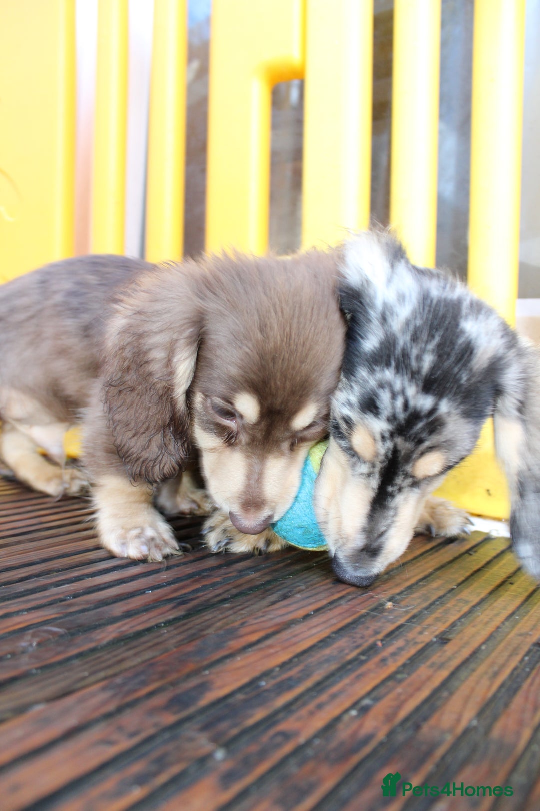 Miniature Dachshund dogs for sale: Long hair  - Advert 9