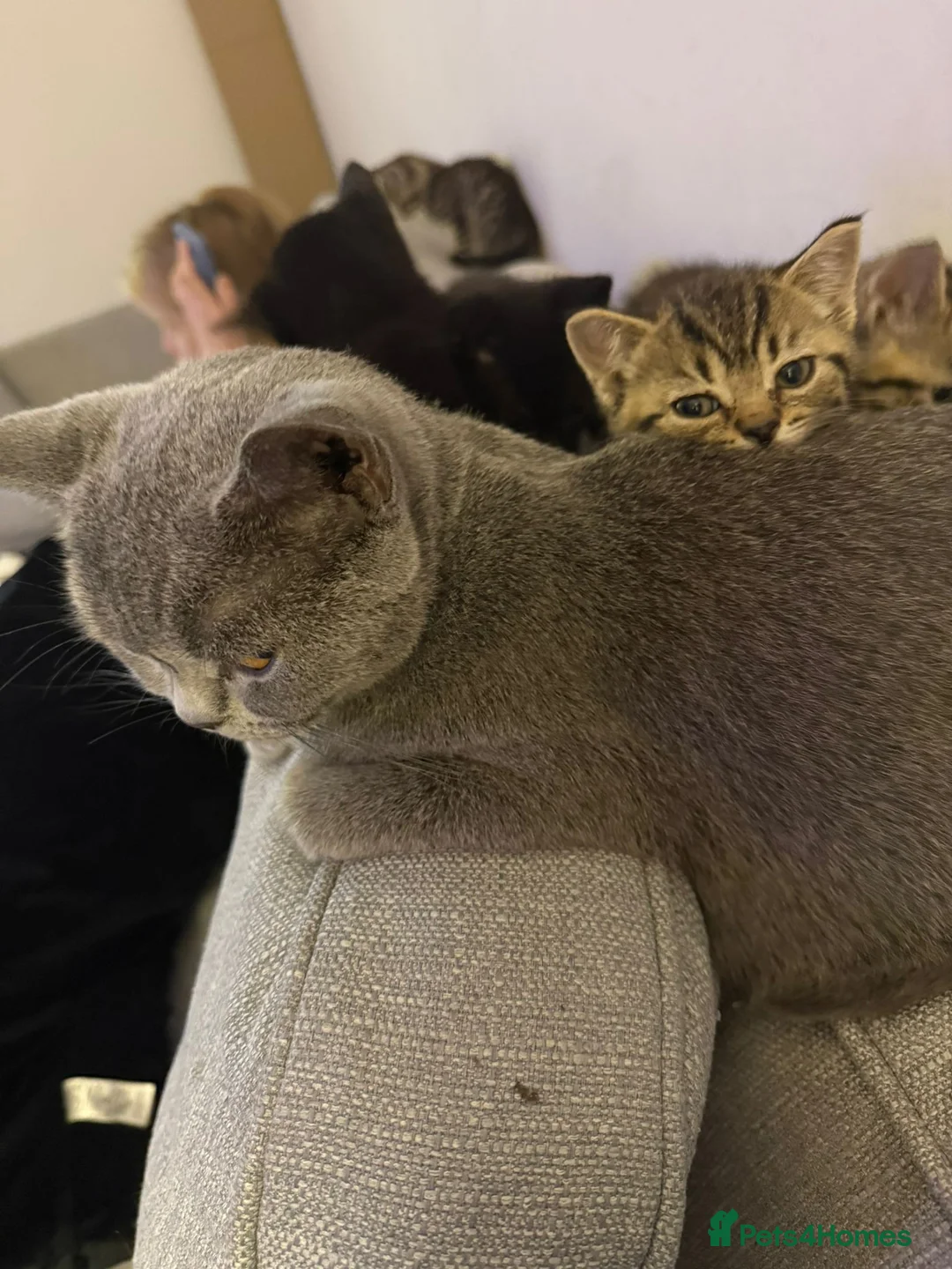 Mixed Breed cats for sale: Kittens, 2 black, 2 tabby in London - Advert 8