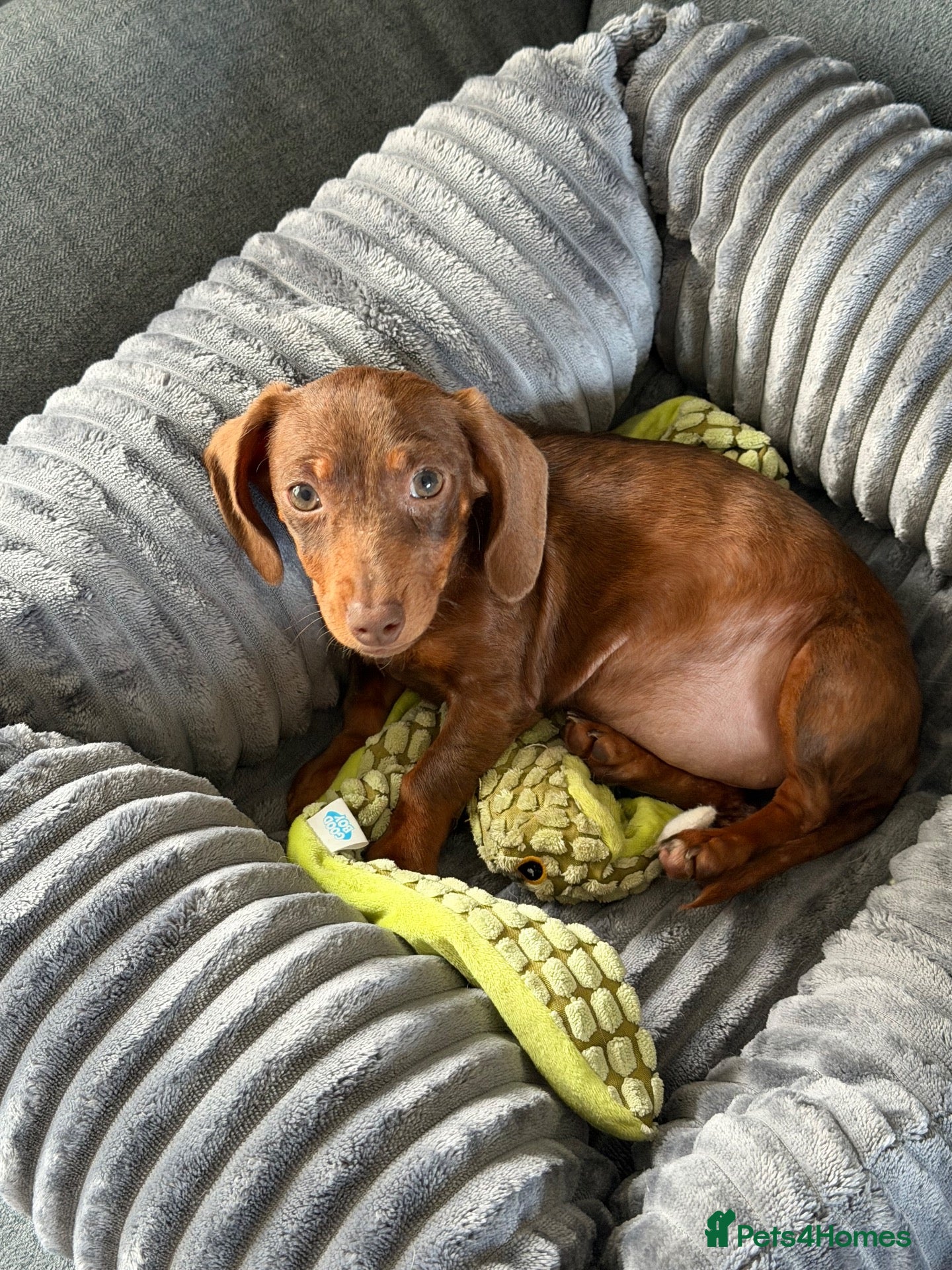 Miniature Dachshund dogs 10 week old miniature Dachshund  - Advert 2