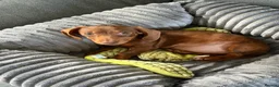 Miniature Dachshund dogs for sale: 10 week old miniature Dachshund  - Advert 1