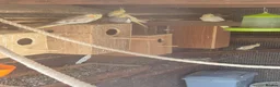 Mixed Breed birds for sale: Birds  - Advert 23