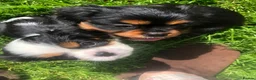 Cavalier King Charles Spaniel dogs for sale: Cavalier King Charles puppies  in Warrington - Advert 4