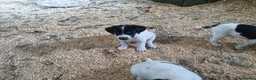 Sprocker dogs for sale: Quality Sprocker Spaniels  - Advert 25