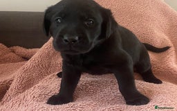 Labrador Retriever dogs for sale: Labrador (working) puppies - Image 5