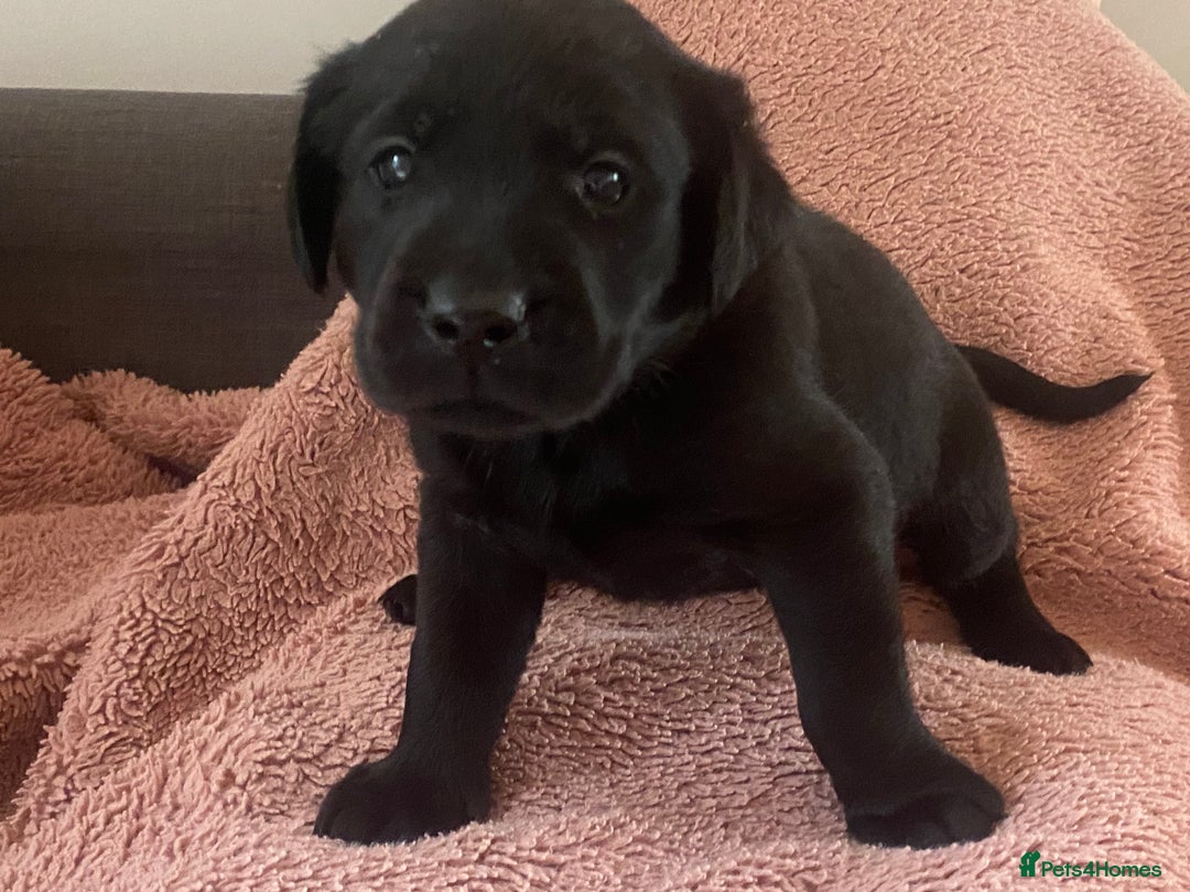 Labrador Retriever dogs for sale: Labrador (working) puppies - Image 5