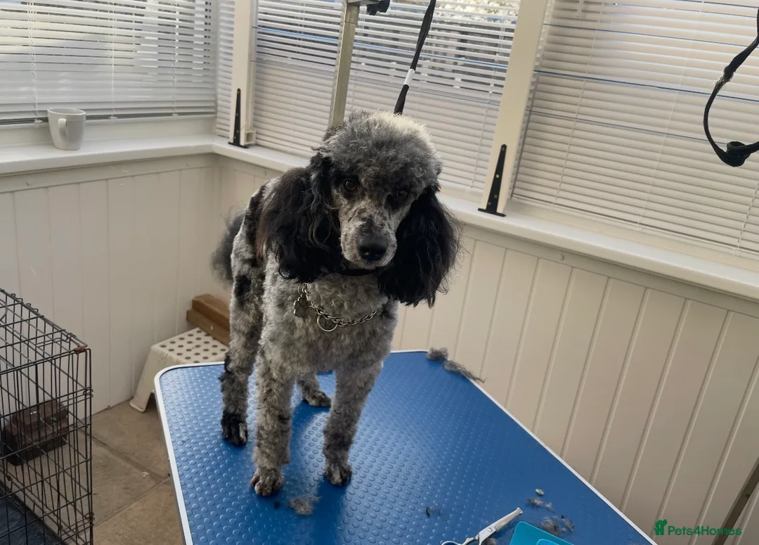 Cavapoo dogs for sale: Beautiful F1 Cavapoo rare merle puppies - Advert 5