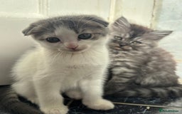 Scottish Fold cats for sale: 5 fluffy Scottish fold kittens  - Image 5