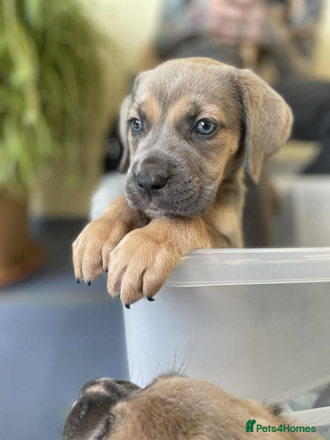 Cane Corso dogs for stud: Cane corso STUD supreme - Advert 13