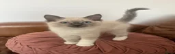 Ragdoll cats for sale: Beautiful Ragdoll kittens for sale - Advert 1