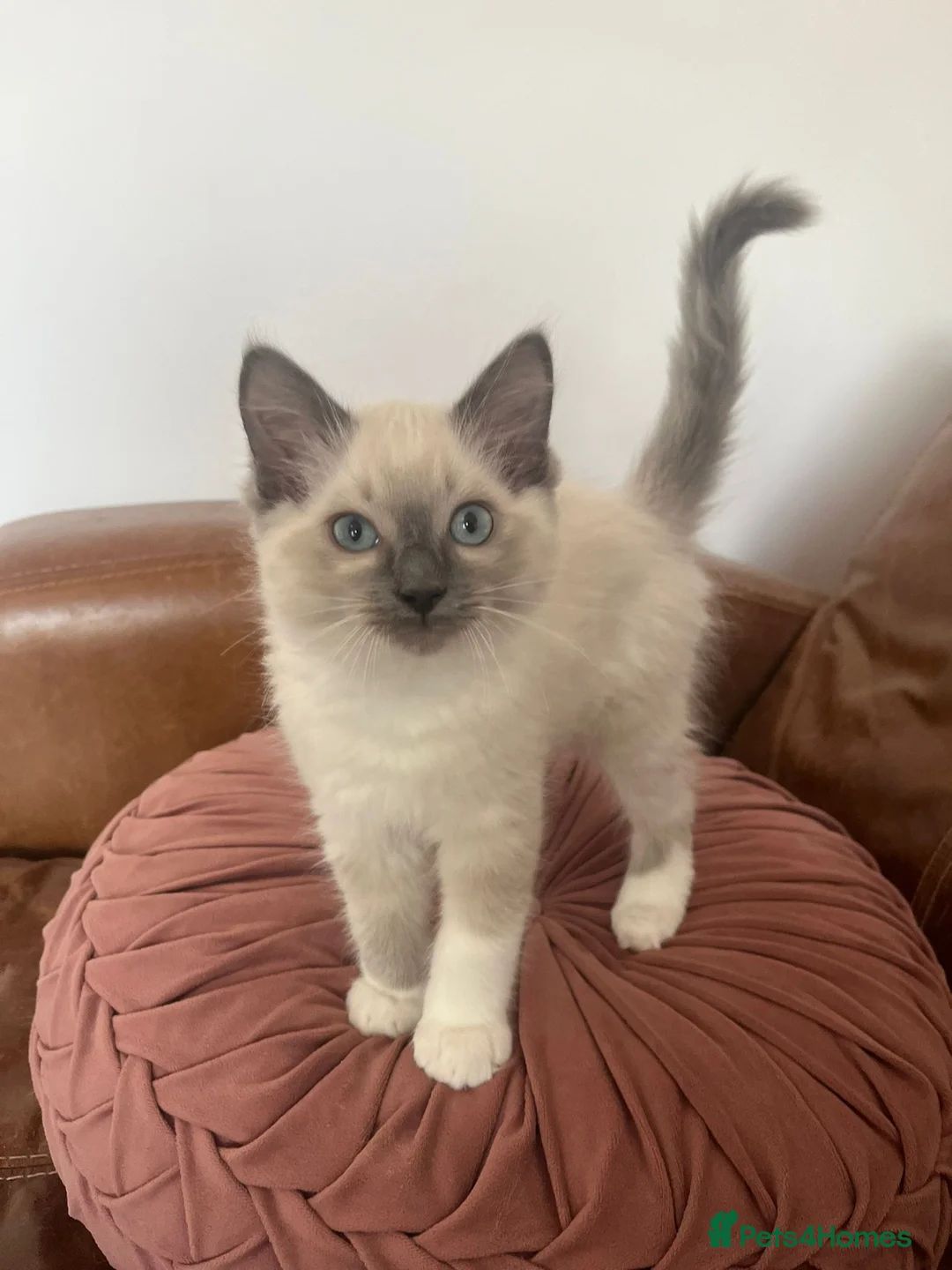 Ragdoll cats for sale: Beautiful Ragdoll kittens for sale - Advert 1