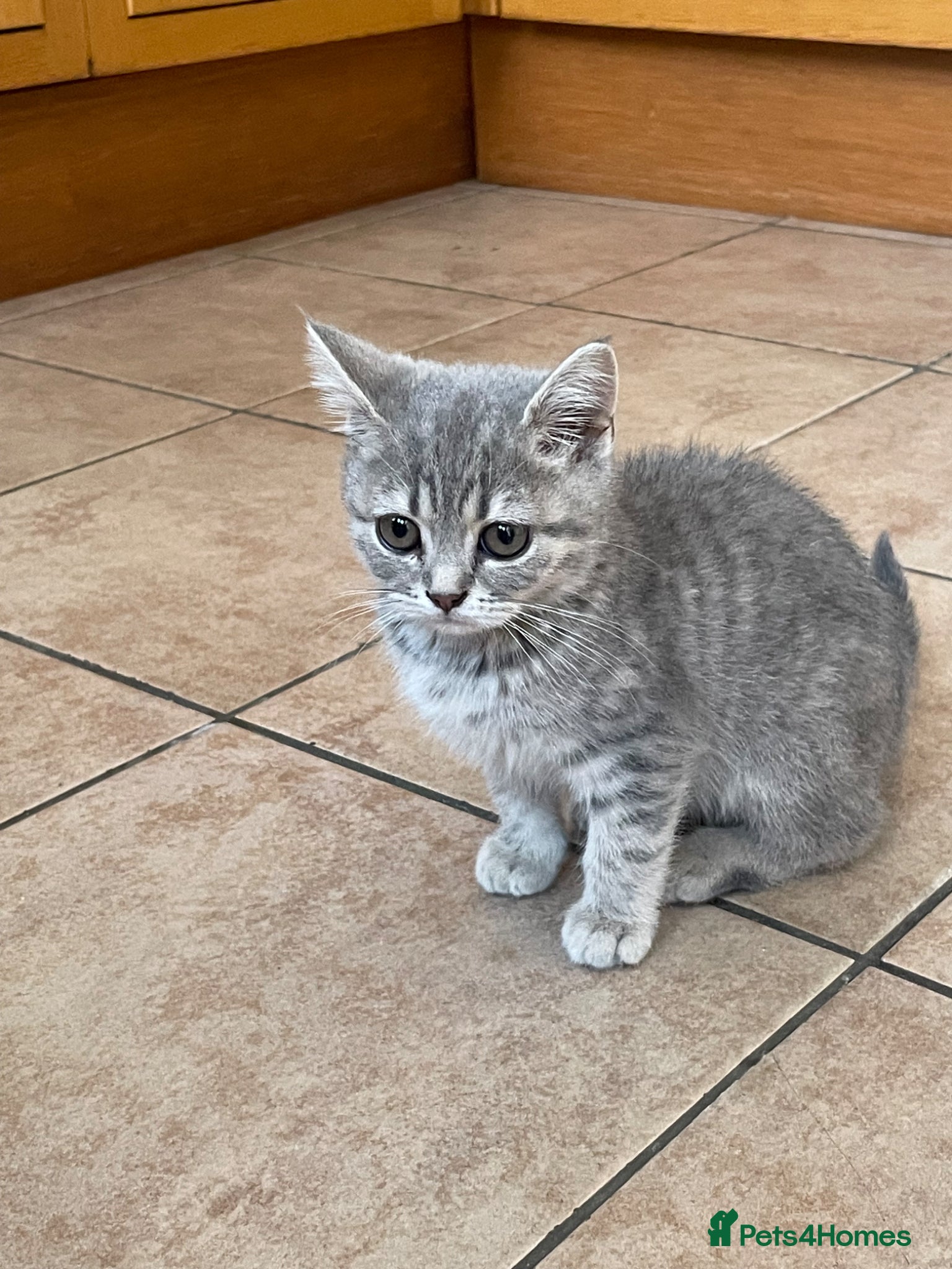 British Shorthair cats for sale: Grey stripe British short hair kitten - Advert 5