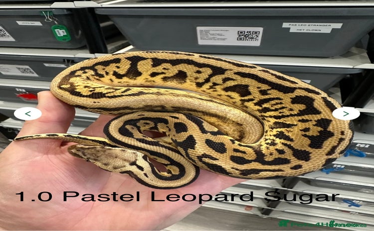 Python Snake reptiles - Advert 2