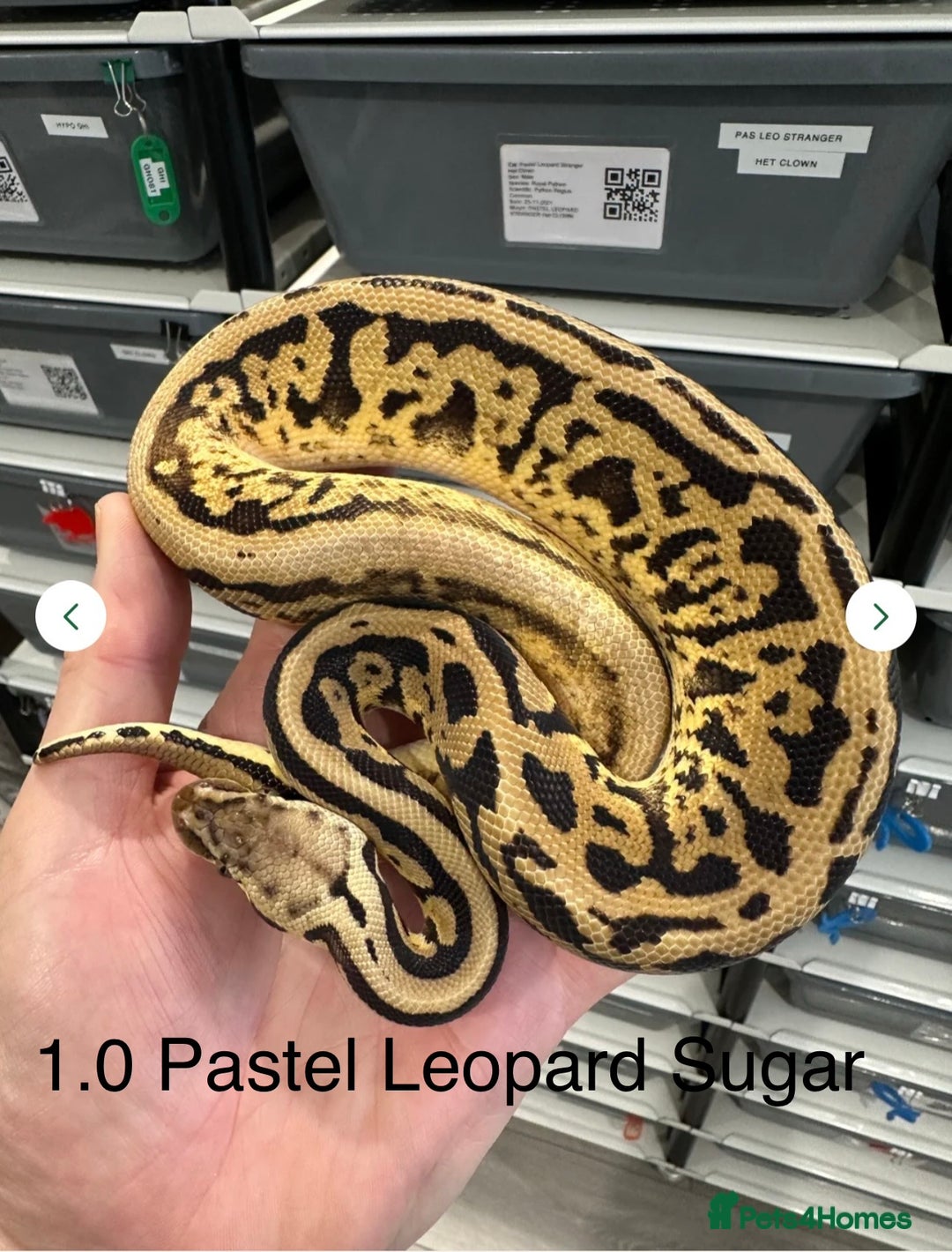 Python Snake reptiles for sale:  Royal Pythons for Sale  - Image 1