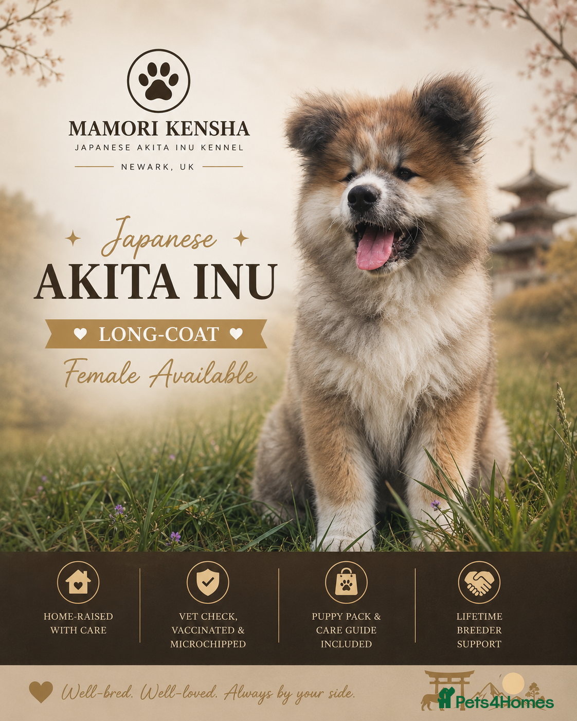 Japanese Akita Inu dogs RKC Registered Long-Coat Puppies - Advert 2