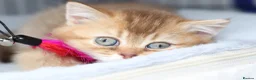 British Shorthair cats for sale: 🌟 Luxury Champion line Golden BSH🌟 - Advert 13