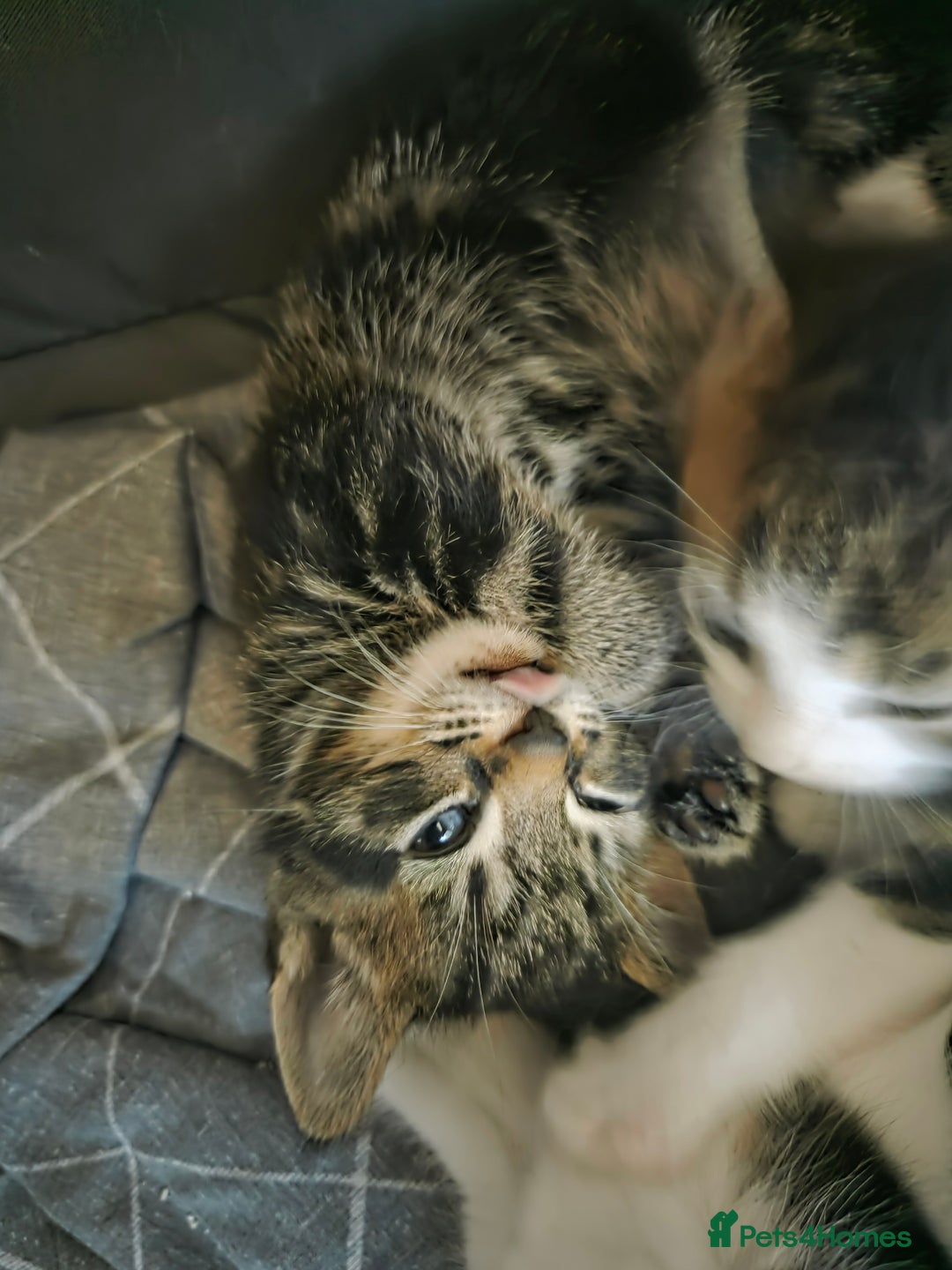 Mixed Breed cats for sale: 2 boys 2 girls kittens for sale. - Image 6
