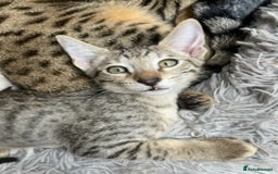 Savannah cats for sale: Glorious Savannah Babies - 1 Boy left - Image 24
