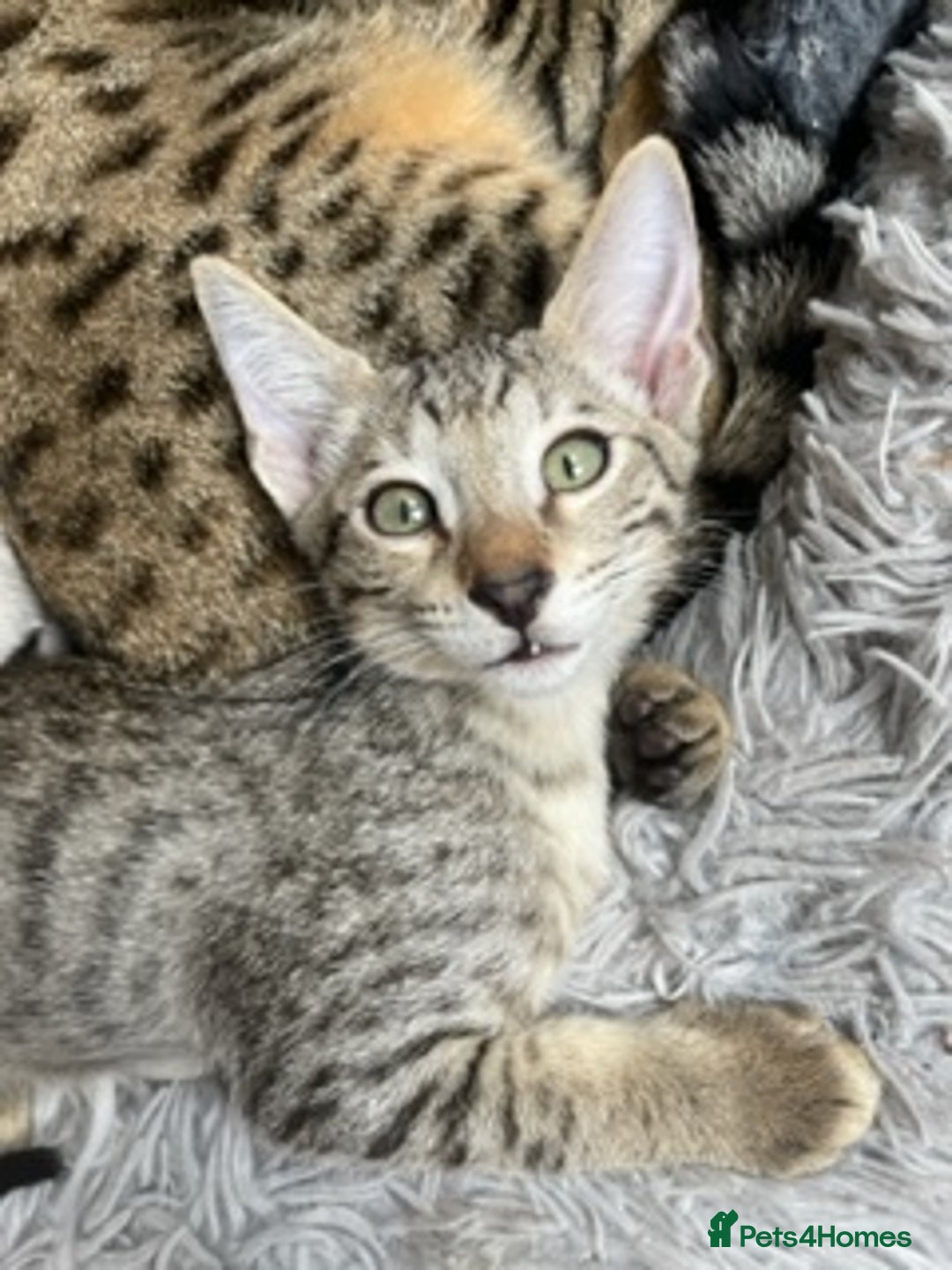 Savannah cats for sale: Glorious Savannah Babies - 1 Boy left - Image 24