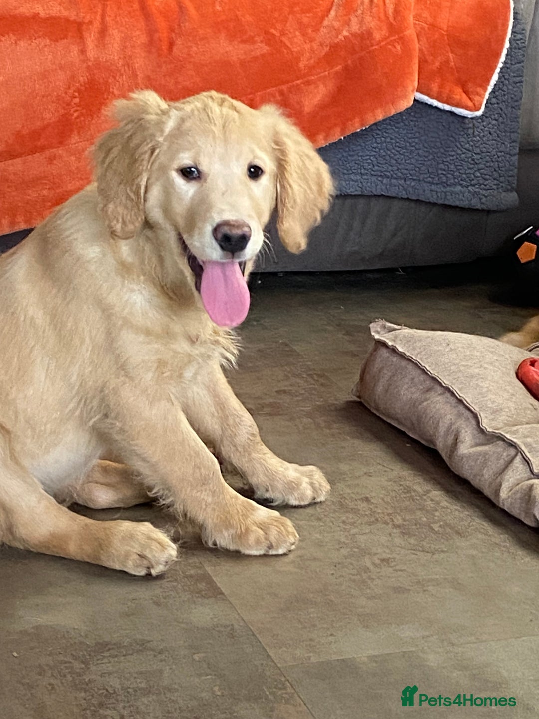 Golden Retriever dogs for sale: Golden retriever puppies  - Advert 6