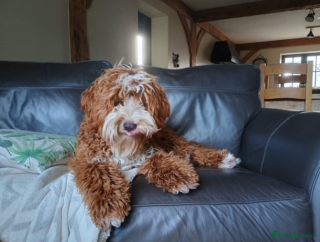 Mixed Breed dogs for sale: Australian doubledoodle puppies - Image 12