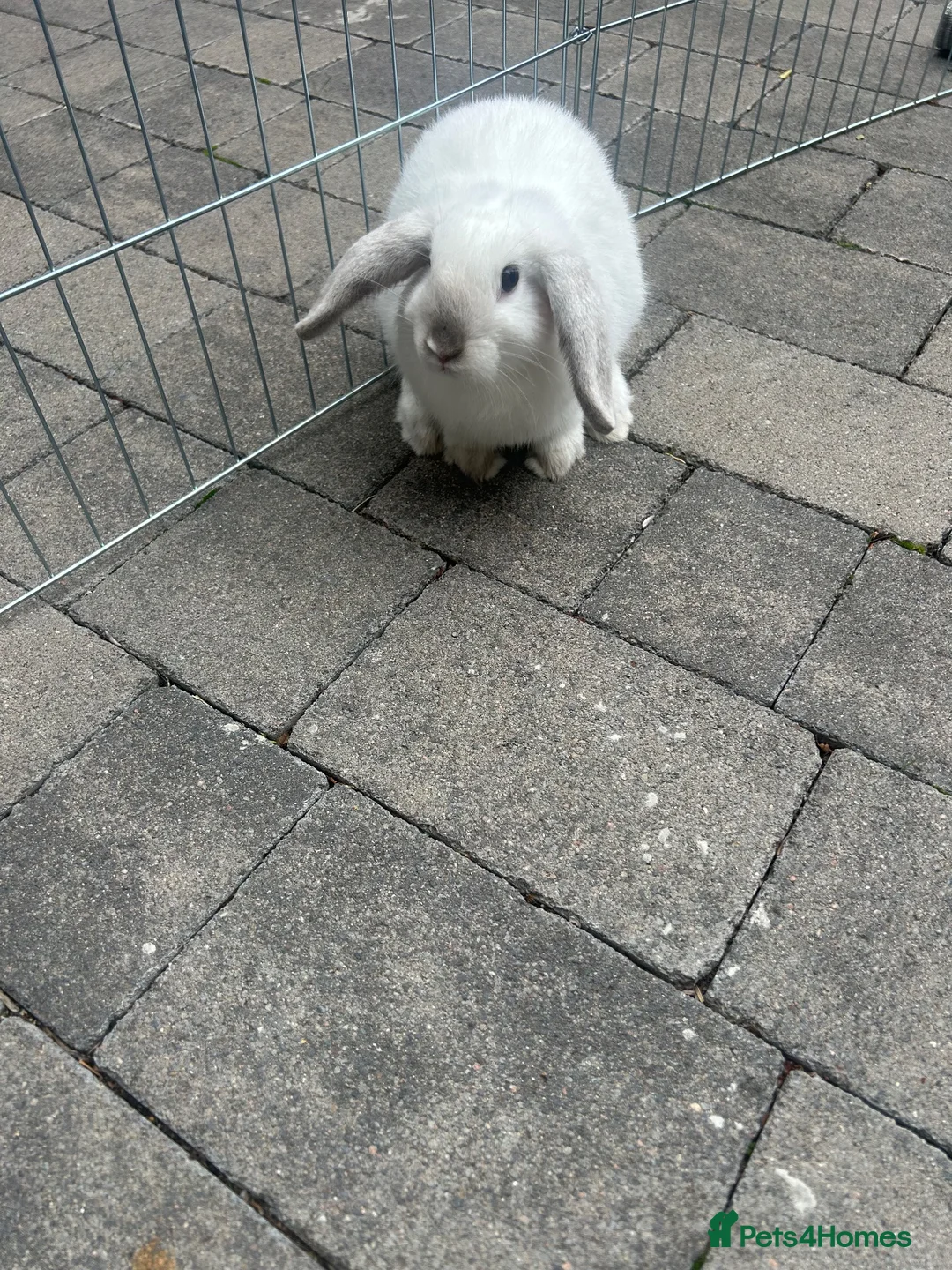 Mini Lop rabbits for sale: Lop eared bunny in Birmingham - Advert 2