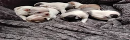 Boston Terrier dogs for sale: 6 beautiful Boston  - Advert 8