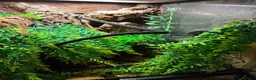 Gecko reptiles for sale: Gorgeous tame crested gecko  in Stoke-on-Trent - Advert 2