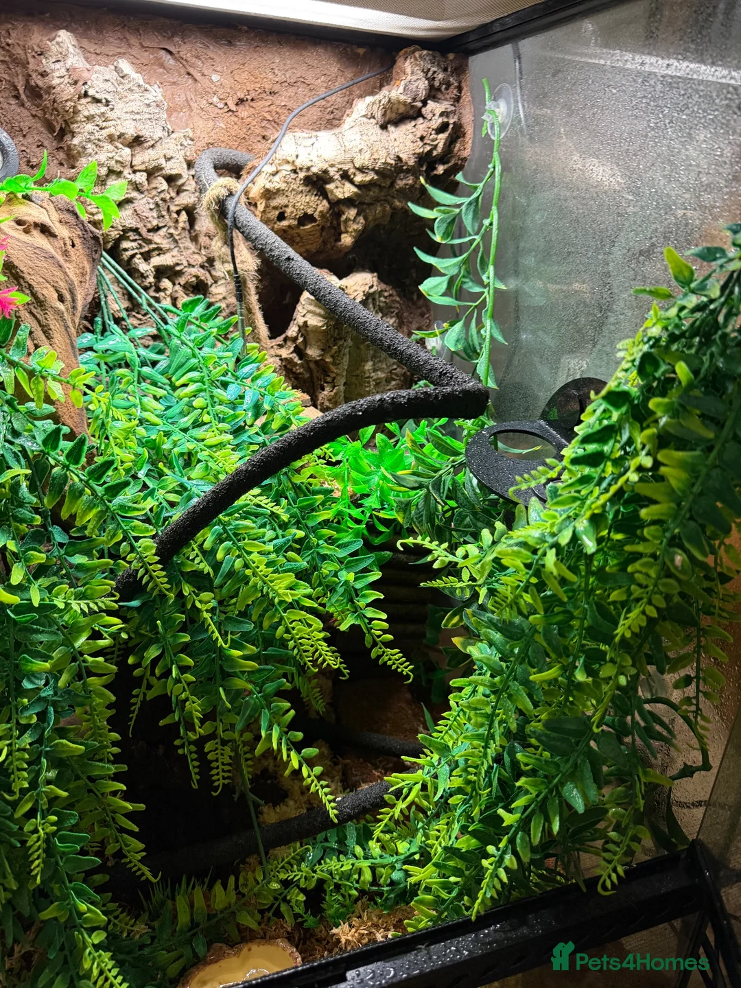Gecko reptiles for sale: Gorgeous tame crested gecko  in Stoke-on-Trent - Advert 2