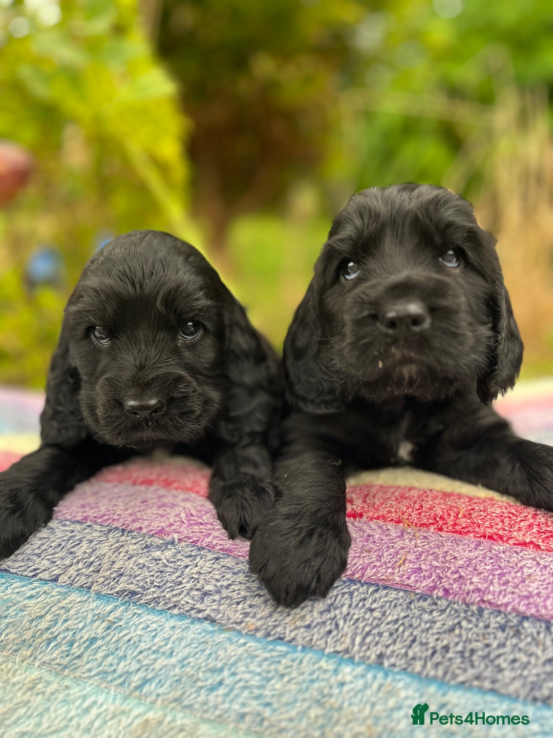 Cocker Spaniel dogs for sale: Beautiful cocker spaniel Boys  - Image 9