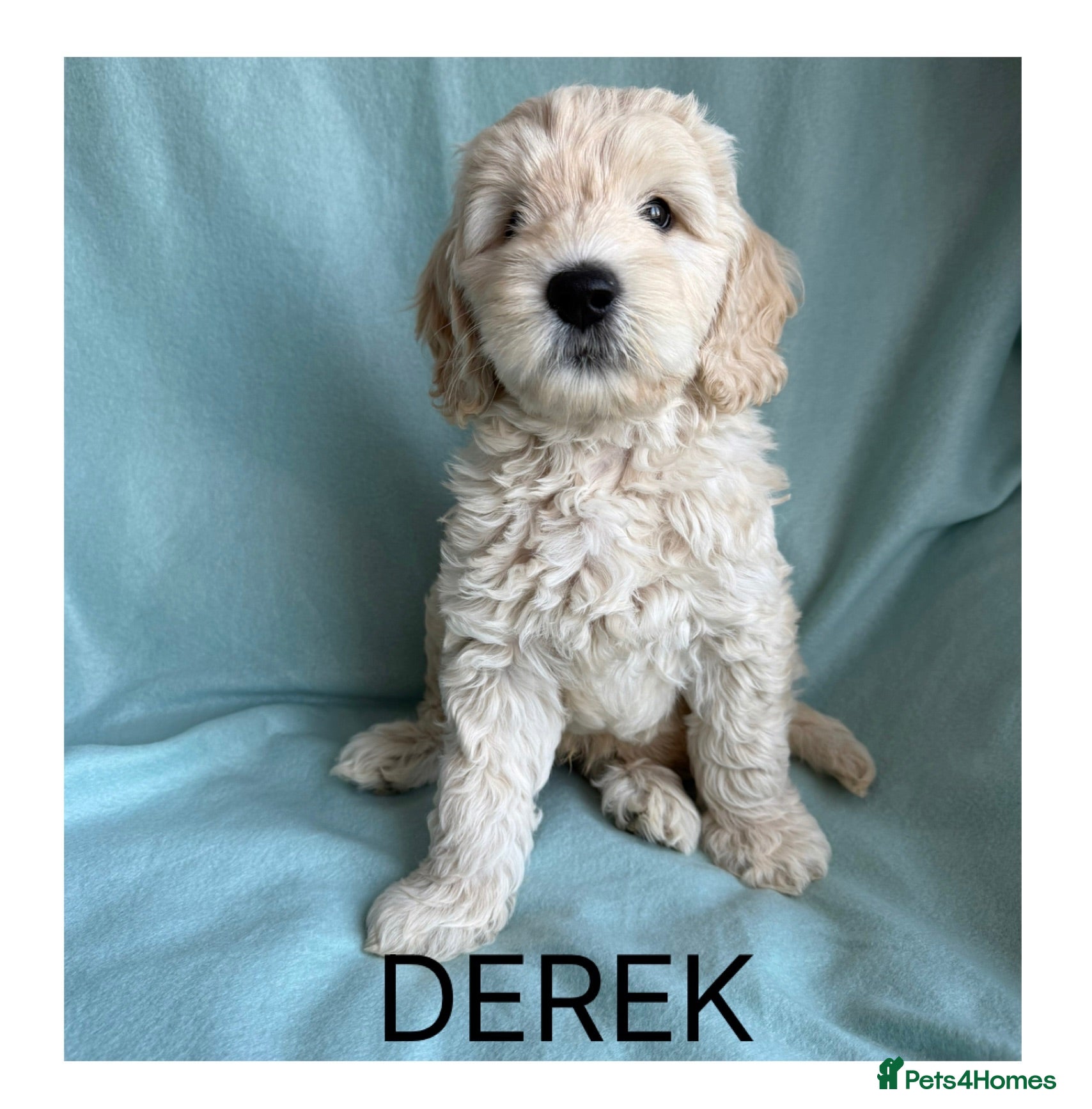 Mixed Breed dogs Multigen Double Labradoodles ( only 1 boy left ) - Advert 1