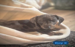 Dachshund dogs for sale: Dachshund puppies - Image 1