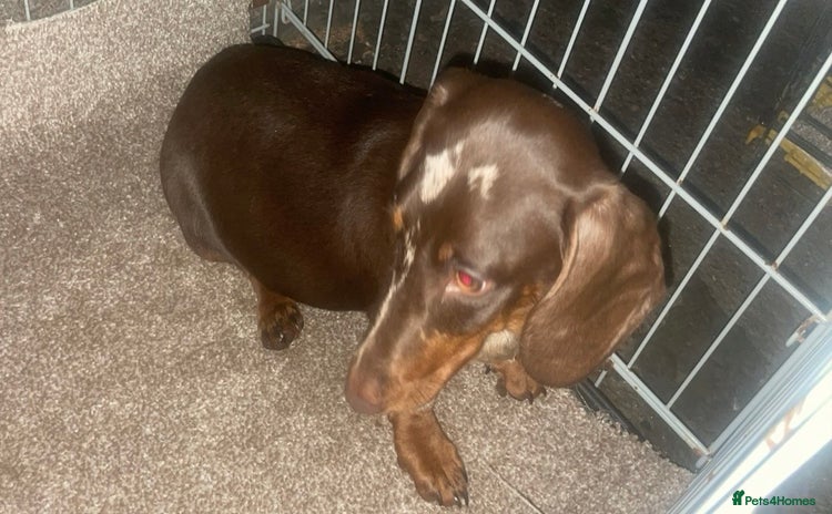 Dachshund dogs - Advert 7