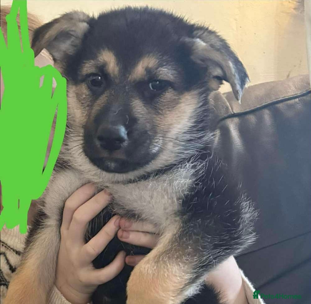 German Shepherd dogs Female German shepherd puppy ready - Advert 1