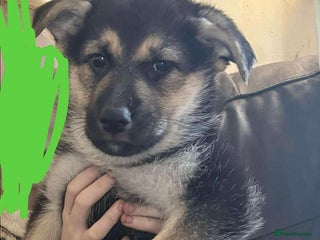 German Shepherd dogs for sale: Female German shepherd ready - Advert 1