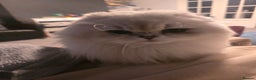 Scottish Fold cats for sale: Scottish Fold Pair - Advert 2