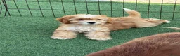 Cockapoo dogs for sale: Cockapoo f1 puppies  - Advert 2