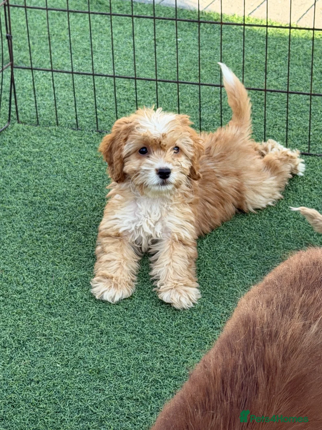 Cockapoo dogs for sale: Cockapoo f1 puppies  - Advert 2