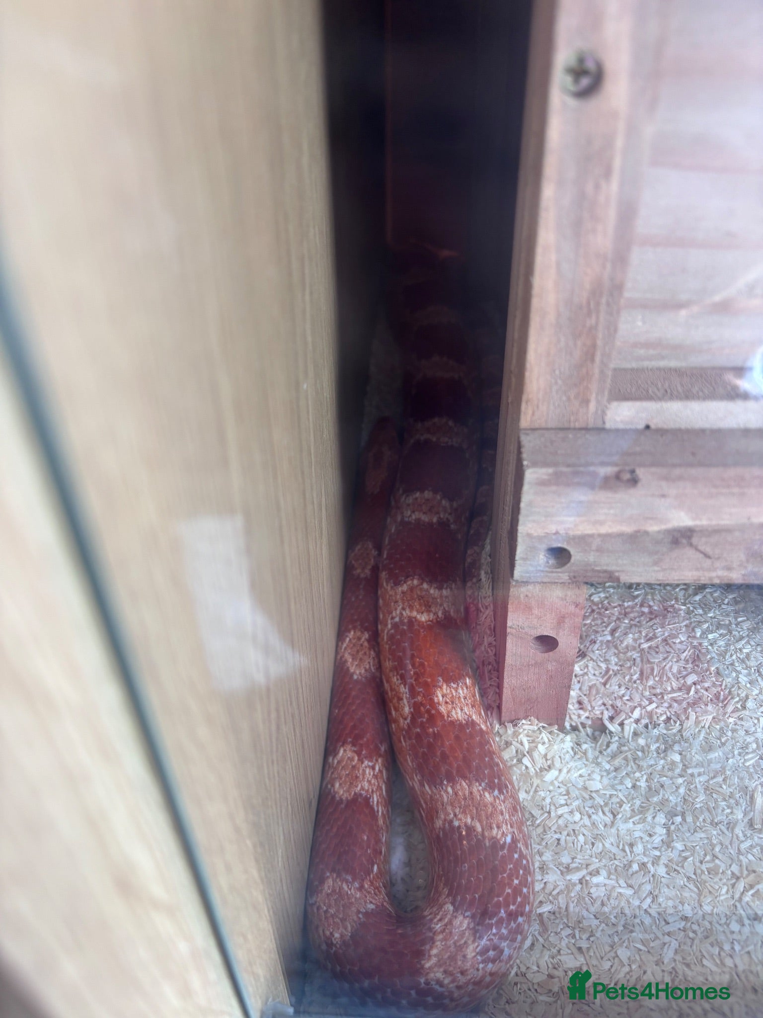 Corn Snake reptiles Corn snake for rehome - Advert 2