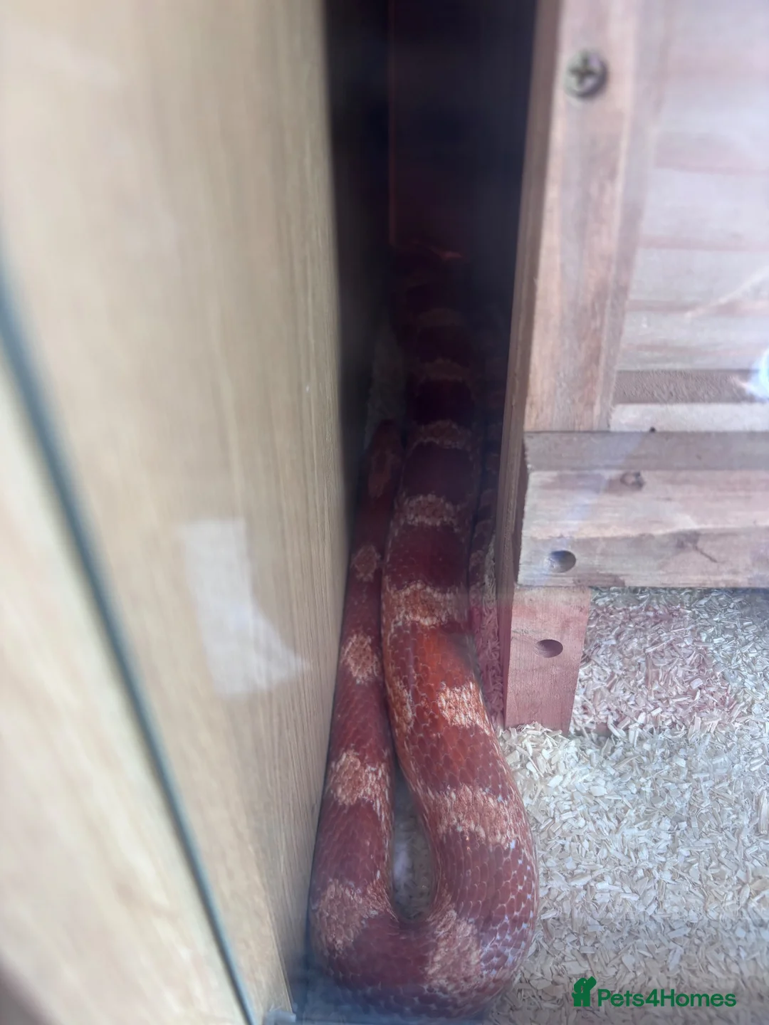 Corn Snake reptiles for sale: Corn snake for rehome in Frome - Advert 2
